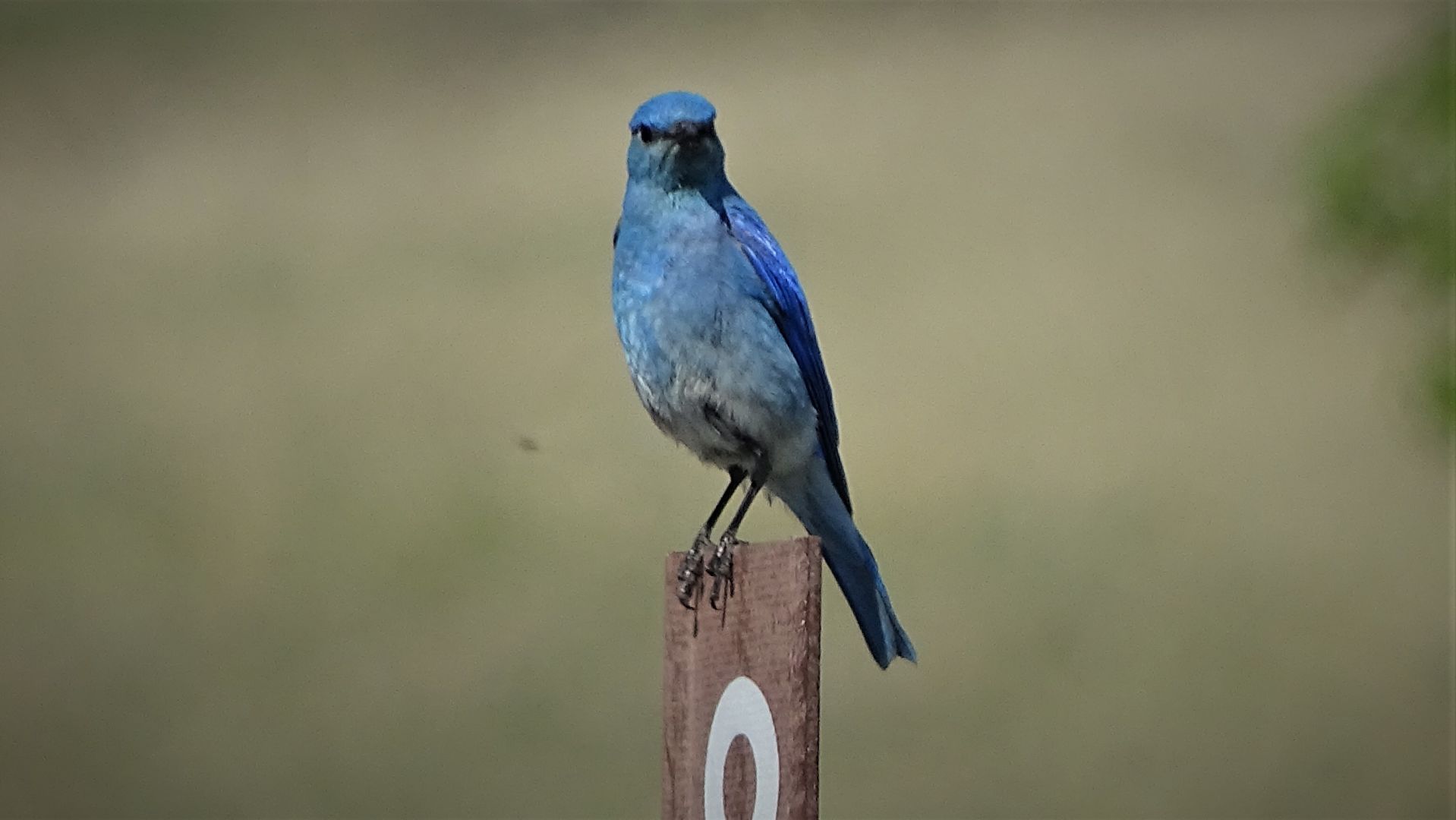 Mountain Bluebird
